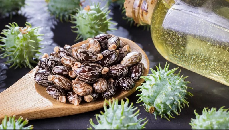 Graines et huile de ricin