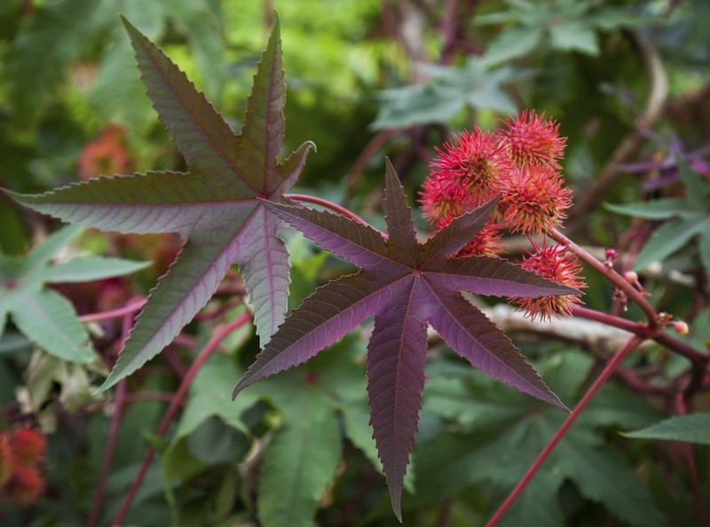 Plante Ricin